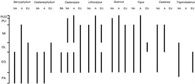 Diversity of Fagaceae on Hainan Island of South China During the Middle Eocene: Implications for Phytogeography and Paleoecology